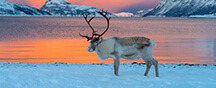 Giver - Viaggi nella natura incontaminata